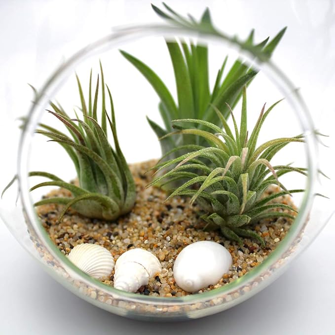 6-Inch Teardrop Glass Terrarium Complete Kit with 3 Live Tillandsia Air Plants, Colored Sand and Seashells (Beach Sand)