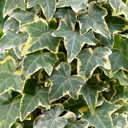 Live English Ivy Plant, Live Indoor Houseplant 4 Inch Pot, Hardy Groundcover, Trailing, Climbing Plants - Gold Ivy