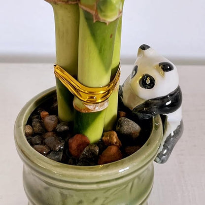Coop & Harp Small Lucky Bamboo Live Indoor Plant with Ceramic Vase, Live Indoor Lucky Bamboo for Home, Office and Gift (2PK Panda)