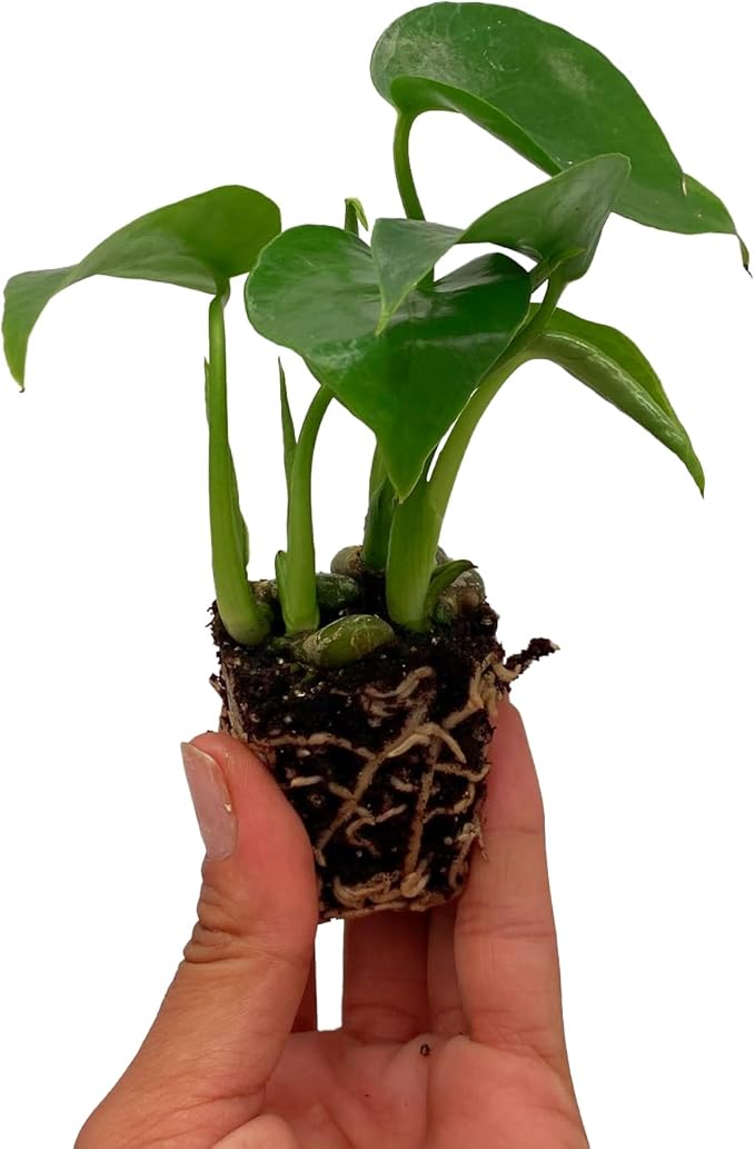 ragnaroc Monstera Deliciosa 2ct – Live Plant for Indoor Outdoor Use, Garden & Landscaping – Live Arrival Guaranteed