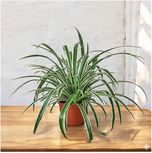 Spider Collection – Bonnie, Reverse & Hawaiian Varieties – Airplane, Pet Friendly Live Indoor Houseplant (6" Spider Plant Reserve)