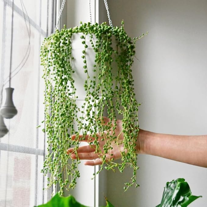 String of Pearls Live Plant, in Pot, Trailing Succulent Plant, Hanging Vine Live Indoor Houseplant