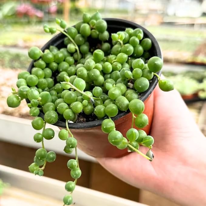 Green String of Pearls Plant Live, Trailing Succulent Vine, Indoor Hanging Houseplant, 4 Inch Pot