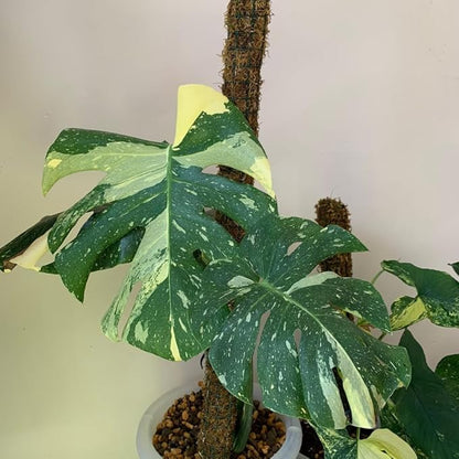 Monstera Plant Live, Thai Constellation Monstera Live Plant, 4 to 6 Inches Tall, Variegated Monstera Houseplant for Home and Office Decoration
