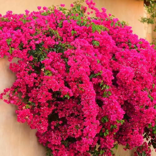 Set 2 Bright Pink Bougainvillea Plants Live, 5-8" Perennial Colorful Bougainvillea Plant for Outdoor Garden, Patio, Well Rooted