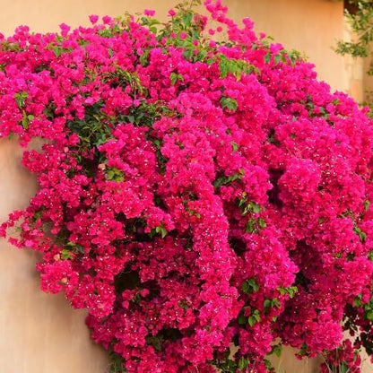 Set 2 Dark Pink Bougainvillea Plants Live, 5-8" Perennial Colorful Bougainvillea Plant for Outdoor Garden, Patio, Well Rooted