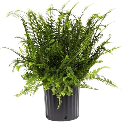 American Plant Exchange Kimberly Queen Fern – 10-Inch Pot – Live Air Purifying Upright Fern, Easy Care Houseplant for Indoor Planters, Outdoor Baskets, or Patio Decor