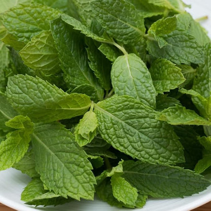 Spearmint Live Plant, 3 to 6 Inch Tall Spearmint Herb Plant, Mint Plants for Outdoors, No Pot