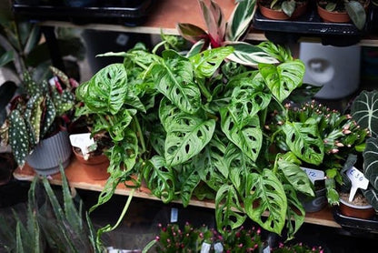Gardenera Premium Swiss Cheese Plant Potting Mix - 10 QT - Monstera Deliciosa Blend for Optimal Nutrients and Drainage for Healthy Growth - (2 Bags of 5 Quart)