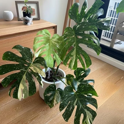 Monstera Plant Live, Thai Constellation Monstera Live Plant, 4 to 6 Inches Tall, Variegated Monstera Houseplant for Home and Office Decoration