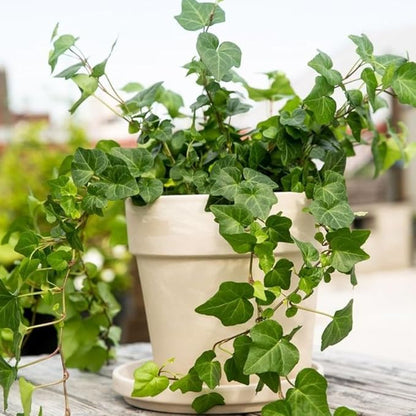 English Ivy Plant Live 4'' Pot, Fast-Growing Trailing Houseplant, Hardy English Ivy Groundcover, Indoor Outdoor Growing (Green Ivy)