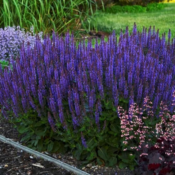 2 Vibrant Sage Salvia Live Plants, Fragrant Perennial Sage Plants Live for Spring Planting, Summer Planting, 5 to 10 Inches in Tall, (Blue-Purple)