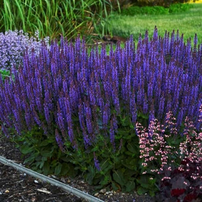 2 Vibrant Sage Salvia Live Plants, Fragrant Perennial Sage Plants Live for Spring Planting, Summer Planting, 5 to 10 Inches in Tall, (Blue-Purple)