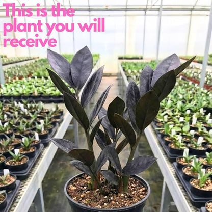 Black ZZ Plant Live in 6’’ Inch Pot | ZZ Plants Live House Plants with Rich Dark Leaves | Low-Maintenance Indoor Plant with Striking Dark Foliage | Perfect for Desks, Shelves & Living Spaces.
