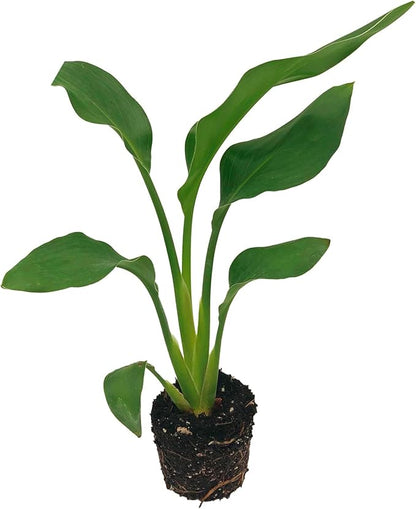 Live Orange Birds of Paradise Plant - ‘Orange Birds of Paradise’ Strelitzia Reginae - ragnaroc Tropical Plant 6-10” Tall - 1ct - Live Arrival Guaranteed - House Plants for Home Decor & Gift