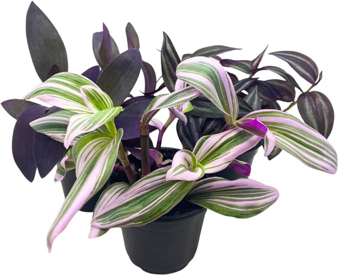BubbleBlooms Wandering Dude Assortment Tradescantia Variety Set of 3 in 4 inch pots