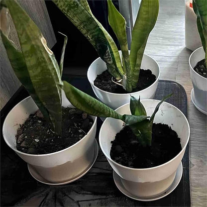20 Pack 5.5 Inches Plastic Planters with Saucers, Modern Decorative Flower Plant Pots, Decorative Gardening Pots with Drainage for Plants, Succulents, Seed Nursery, Flower, White