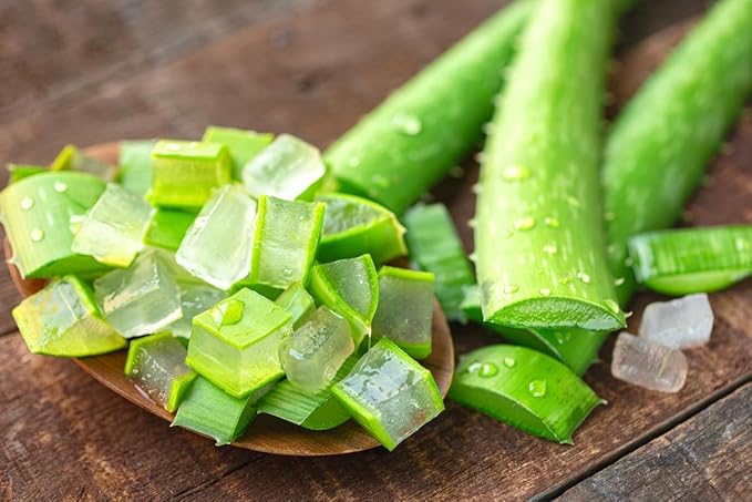 Aloe Vera Plant Live, Live Aloe Vera Plant Indoor, 4 Inc Potted, Succullent Plant Live for Gardening
