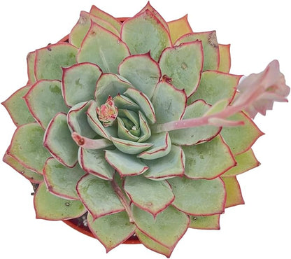 Live Succulent Plants Echeveria Moon GAD Varnish, Easy Care Potted Succulents in 4" Pots, Indoor Houseplant, Unique Gifts, Home Office Décor