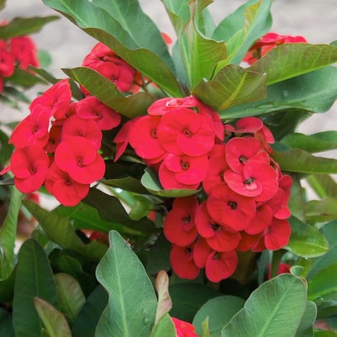 Red Crown of Thorns Plant, 5-8" Euphorbia Milii Plant, Crown of Thorns Plants Live for Planting Outdoors Indoors, Well Rooted, No Pot