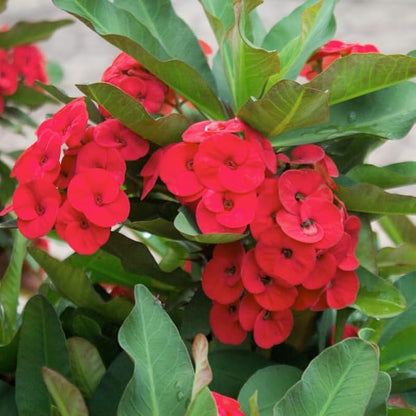 Red Crown of Thorns Plant, 5-8" Euphorbia Milii Plant, Crown of Thorns Plants Live for Planting Outdoors Indoors, Well Rooted, No Pot
