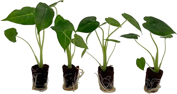 ragnaroc Alocasia Frydek ‘Velvet Elvis’ (Alocasia micholitziana) 8ct – Live Plant for Indoor Outdoor Use, Garden & Landscaping – Live Arrival Guaranteed