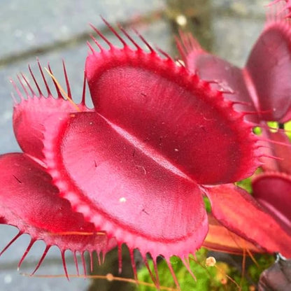 Set 3 Dragon Venus Fly Traps Live Plant, Starter Plants Ready for Outdoor Terrarium Garden