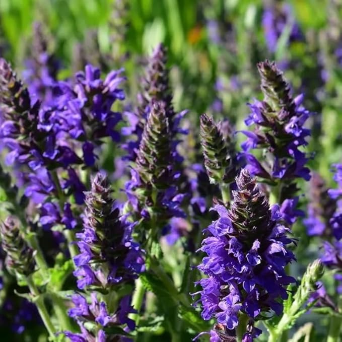 2 Vibrant Sage Salvia Live Plants, Fragrant Perennial Sage Plants Live for Spring Planting, Summer Planting, 5 to 10 Inches in Tall, (Blue-Purple)