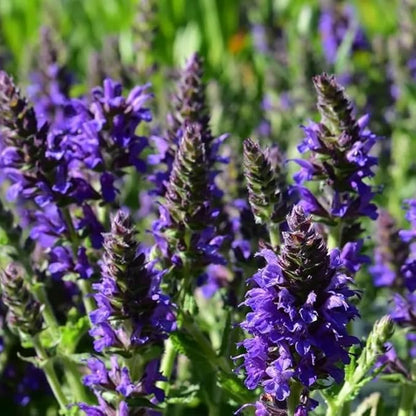2 Vibrant Sage Salvia Live Plants, Fragrant Perennial Sage Plants Live for Spring Planting, Summer Planting, 5 to 10 Inches in Tall, (Blue-Purple)