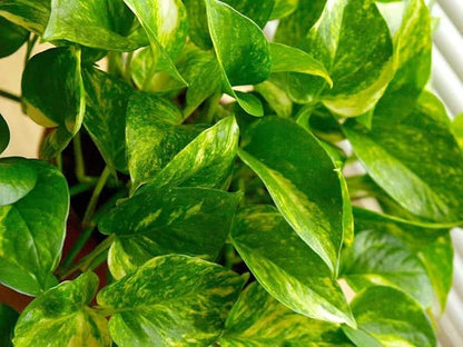 American Plant Exchange Golden Pothos Totem Pole – Live 6-Inch Potted Climbing Vine, Easy-Care Air Purifying Houseplant, Fast-Growing Tropical Indoor Plant for Home, Office & Indoor Décor