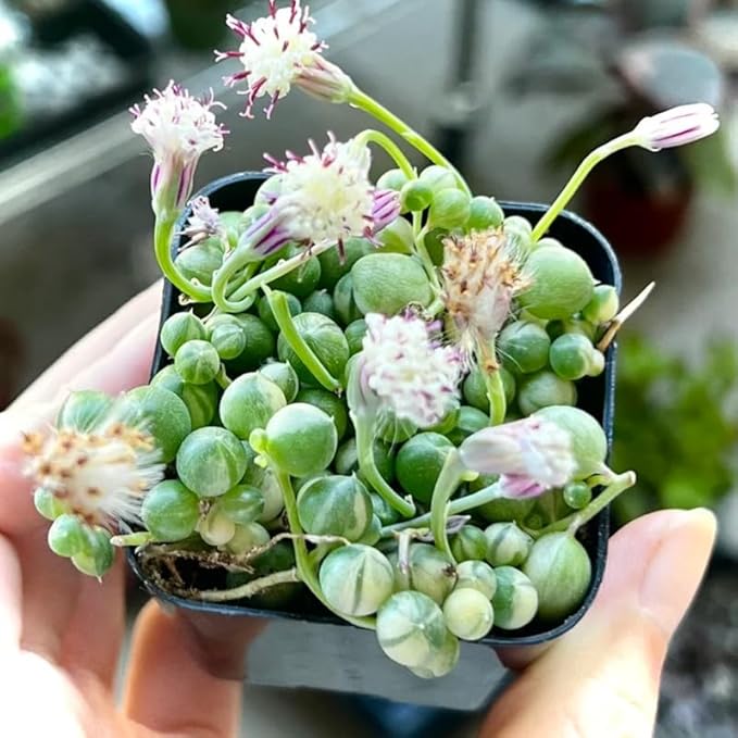 Variegated String of Pearls Live Plant, in Pot, Trailing Succulent Plant, Hanging Vine Live Indoor Houseplant