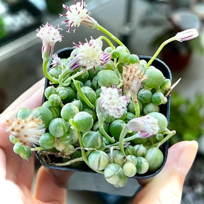 Variegated String of Pearls Live Plant, in Pot, Trailing Succulent Plant, Hanging Vine Live Indoor Houseplant