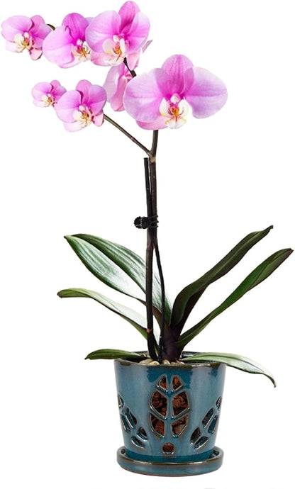 W&W Orchid Pot with Holes and Saucer for Repotting, Teal, 5.5 Inches