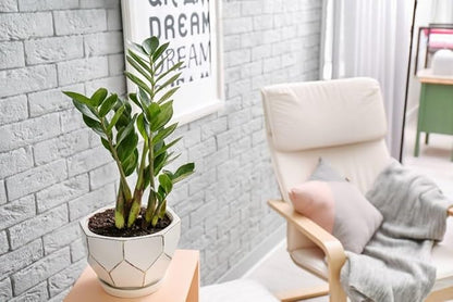 Premium Zamioculcas Plant Soil Mix by Gardenera - Stimulate Growth and Elevate Elegance with Nourishing Formula - 5 Quart