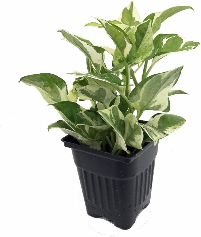 Pearls and Jade Pothos - Epipremnum aureum - 4" Pot - Good in Low Light