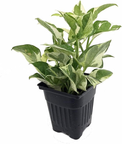 Pearls and Jade Pothos - Epipremnum aureum - 4" Pot - Good in Low Light