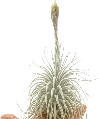 ragnaroc Live air Plant - Tillandsia Tectorum Air Plant 4-6" – 2ct – Unique Shape with Silvery Fuzz – Low Maintenance Houseplant – Perfect for Decor, Terrariums, Gifts - Live Arrival Guaranteed