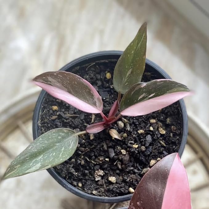 Philodendron Pink Princess Live Plant | Pink Princess Philodendron in 4 Inch Pot | Easy Plants Live Houseplants for Home & Office Décor
