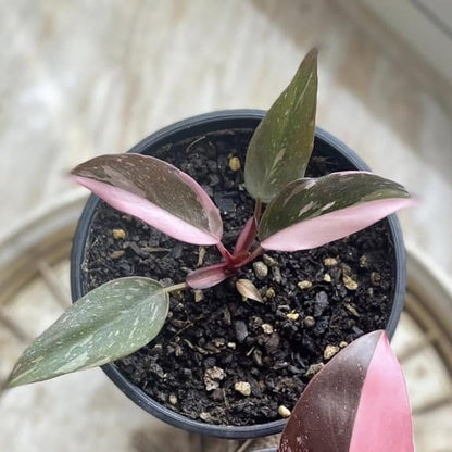 Philodendron Pink Princess Live Plant | Pink Princess Philodendron in 4 Inch Pot | Easy Plants Live Houseplants for Home & Office Décor