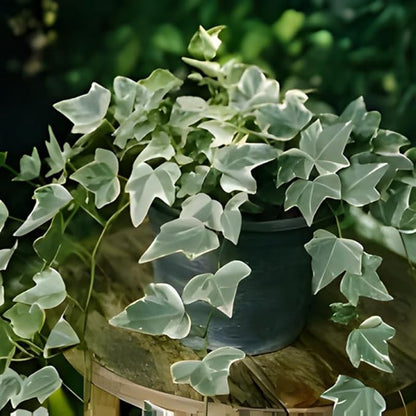 Glacier English Ivy Live Plant in 4 Inch Pot | Variegated English Ivy Indoor Plant with Silver-Green Leaves | Easy-Care Glacier Ivy Houseplant for Hanging Baskets, Shelves & Home Décor