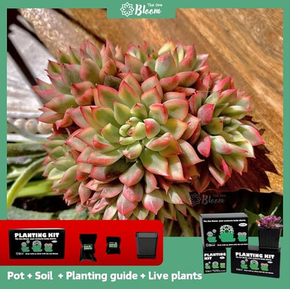 Echeveria Mebina Variegata Succulent Plants Live – Rare Variegated Succulent, Easy Care Bare Root Plant for Indoor Outdoor Home Decor