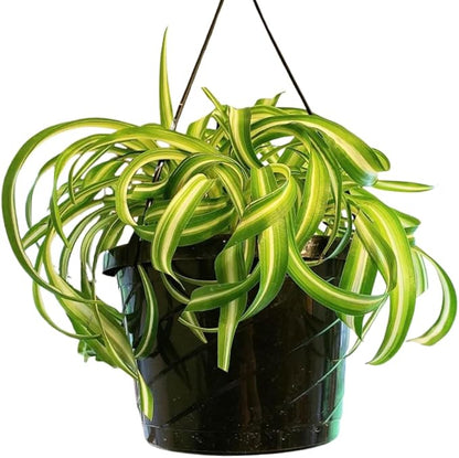 Curly Spider Plant Live in 4 Inch Pot, Air Purifying Houseplant, Tropical Plants for Home Office Decor, 4-7 Inch Tall, Variegated Curly Spider