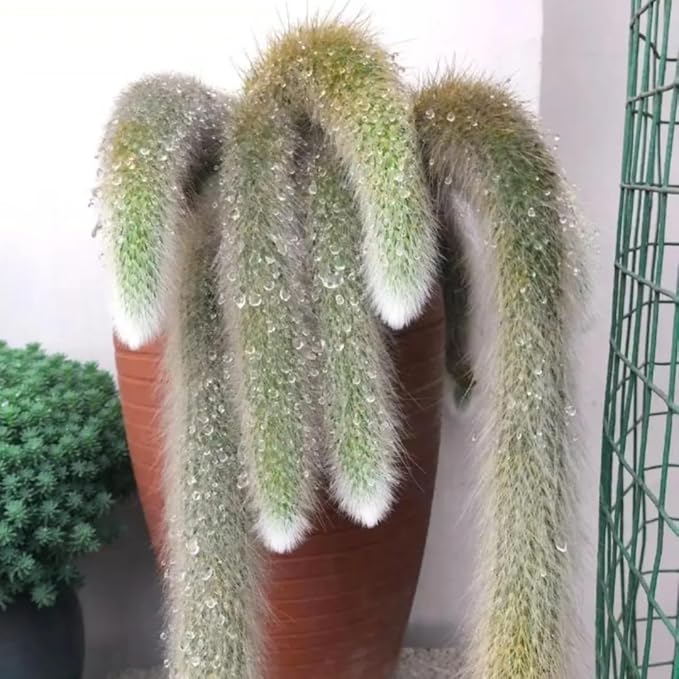 Monkey Tail Cactus Live Plant for Outdoor Planting, Monkey Tail Cactus for Ornamental Garden, in 2 Inches Pot