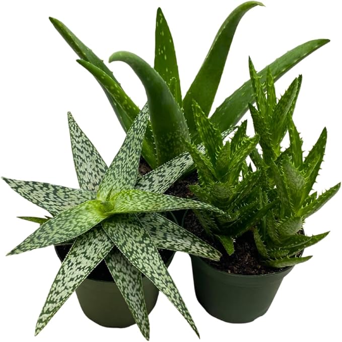 BubbleBlooms Aloe Assortment 4 inch Pots Set of 3
