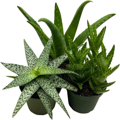 BubbleBlooms Aloe Assortment 4 inch Pots Set of 3