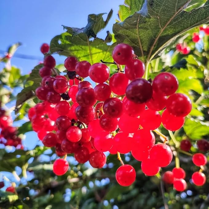 Random Viburnum Tree Live Plant Shrub in Pot, Fragrant Flower, Dormant in Winter, 6-12" in Tall, Bare Root to CA, Bush Shrub Spring Blooms
