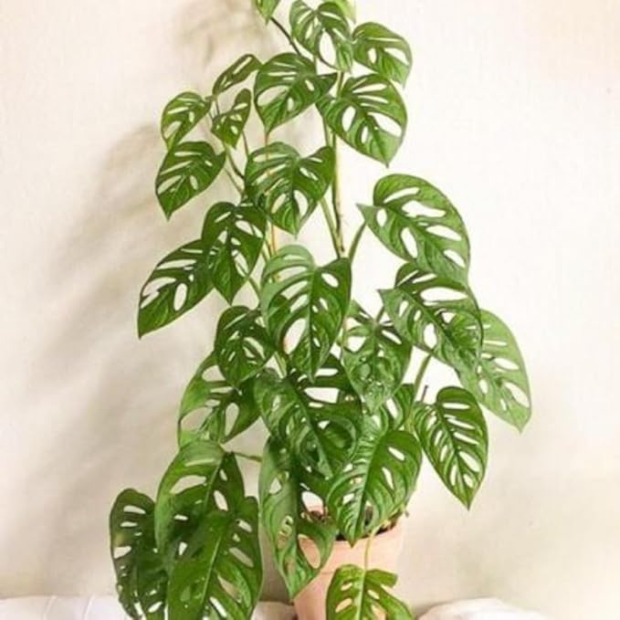 2 Rare Philodendron Live Plants Varieties Collection, Philodendrons Plants Size 5-9 Inc for Indoor Houseplant Décor, Ornamental Tropical Well-Rooted (Monstera Swiss Cheese Narrow Leaf)