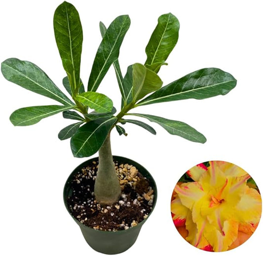 BubbleBlooms Desert Rose Fire Bird in a 4 inch Pot Extremely Rare Flower