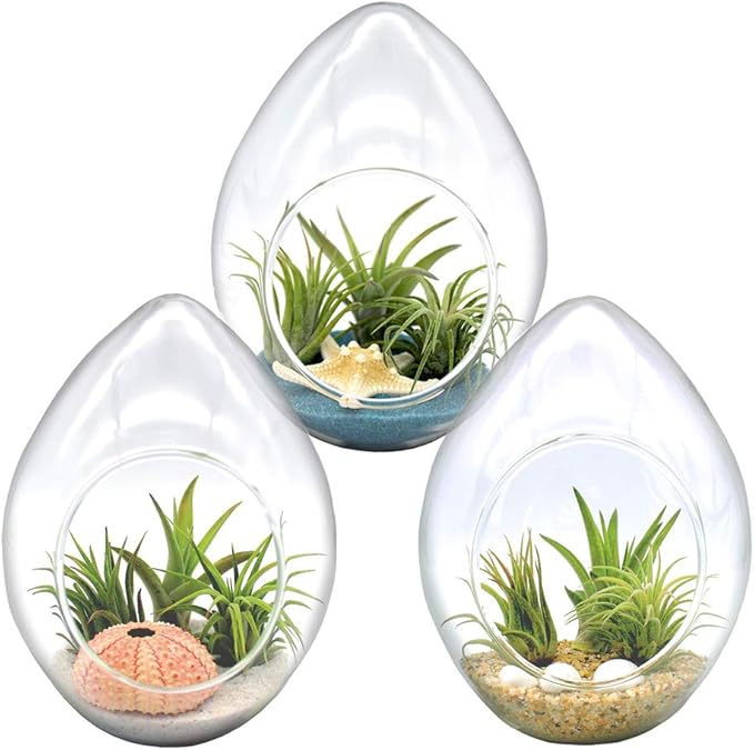 6-Inch Teardrop Glass Terrarium Complete Kit with 3 Live Tillandsia Air Plants, Colored Sand and Seashells (Beach Sand)