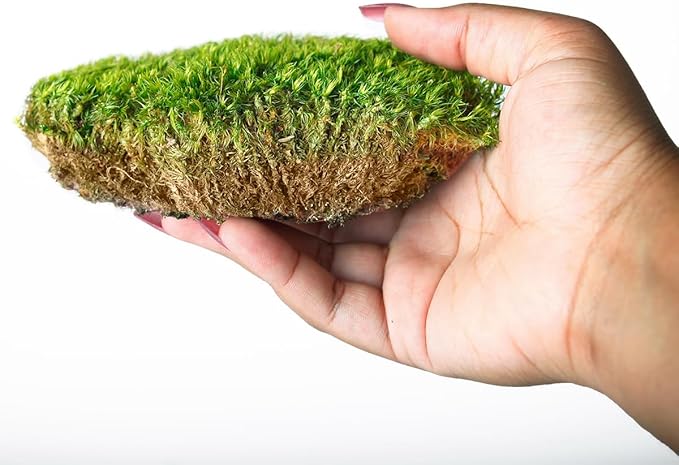 SuperMoss (21539) Mood Moss Preserved, 200 Cubic Inch Bag (Appx. 8oz), Fresh Green